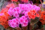 03022016_Lunar New Year Flower Fair_Chrysanthemun00010