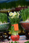 03022016_Lunar New Year Flower Fair_Narcissus00001