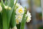 03022016_Lunar New Year Flower Fair_Narcissus00012