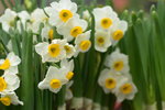 03022016_Lunar New Year Flower Fair_Narcissus00013