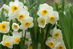 03022016_Lunar New Year Flower Fair_Narcissus00014