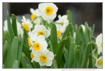 03022016_Lunar New Year Flower Fair_Narcissus00015