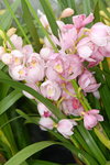03022016_Lunar New Year Flower Fair_Orchid00001
