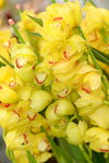 03022016_Lunar New Year Flower Fair_Orchid00002