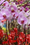 03022016_Lunar New Year Flower Fair_Orchid00003