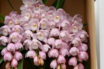 03022016_Lunar New Year Flower Fair_Orchid00006