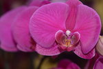03022016_Lunar New Year Flower Fair_Orchid00009