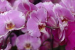 03022016_Lunar New Year Flower Fair_Orchid00012