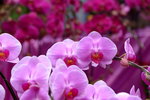 03022016_Lunar New Year Flower Fair_Orchid00014
