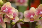 03022016_Lunar New Year Flower Fair_Orchid00015