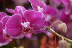 03022016_Lunar New Year Flower Fair_Orchid00016