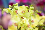03022016_Lunar New Year Flower Fair_Orchid00017