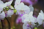 03022016_Lunar New Year Flower Fair_Orchid00018