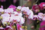 03022016_Lunar New Year Flower Fair_Orchid00019