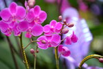 03022016_Lunar New Year Flower Fair_Orchid00021