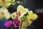 03022016_Lunar New Year Flower Fair_Orchid00022