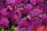 03022016_Lunar New Year Flower Fair_Orchid00024