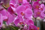 03022016_Lunar New Year Flower Fair_Orchid00025