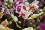 03022016_Lunar New Year Flower Fair_Orchid00027