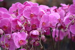 03022016_Lunar New Year Flower Fair_Orchid00028