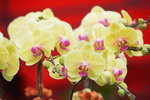 03022016_Lunar New Year Flower Fair_Orchid00029