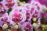 03022016_Lunar New Year Flower Fair_Orchid00030