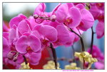 03022016_Lunar New Year Flower Fair_Orchid00033