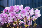 03022016_Lunar New Year Flower Fair_Orchid00034