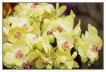03022016_Lunar New Year Flower Fair_Orchid00036