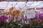 03022016_Lunar New Year Flower Fair_Orchid00039