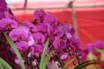 03022016_Lunar New Year Flower Fair_Orchid00042