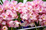03022016_Lunar New Year Flower Fair_Orchid00043