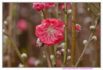 03022016_Lunar New Year Flower Fair_Peach00006