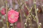03022016_Lunar New Year Flower Fair_Peach00007