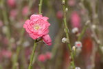 03022016_Lunar New Year Flower Fair_Peach00008