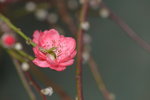 03022016_Lunar New Year Flower Fair_Peach00010