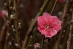 03022016_Lunar New Year Flower Fair_Peach00011