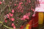03022016_Lunar New Year Flower Fair_Peach00013