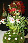 11032016_Hong Kong Flower Show_Ikebena00006