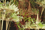 11032016_Hong Kong Flower Show_Ikebena00014