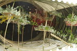 11032016_Hong Kong Flower Show_Ikebena00016