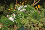 11032016_Hong Kong Flower Show_Ikebena00028