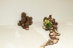 11032016_Hong Kong Flower Show_Ikebena00048