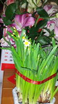 10022016_Lunar New Year Home Flower00039