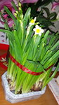 10022016_Lunar New Year Home Flower00043