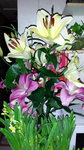 10022016_Lunar New Year Home Flower00047