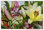 10022016_Lunar New Year Home Flower00056