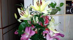 10022016_Lunar New Year Home Flower00098