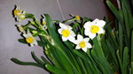 12022016_Lunar New Year Home Flower00033