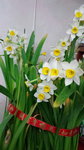 16022016_Lunar New Year Home Flower00001